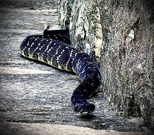 Venomous Snake Bite Management